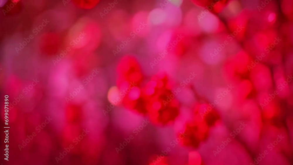 red flower with blurry background intro red flower with blurry background intro