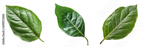 Photo anredera cordifolia leaf on white isolated background herbal plant photo