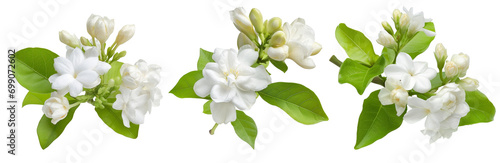 Photo jasmine flower isolated on white background with clipping path symbol of mothers day in thailand isolated on white background