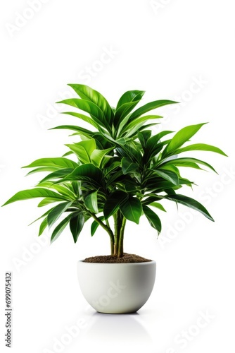 Potted plant on isolated white background. AI Generated