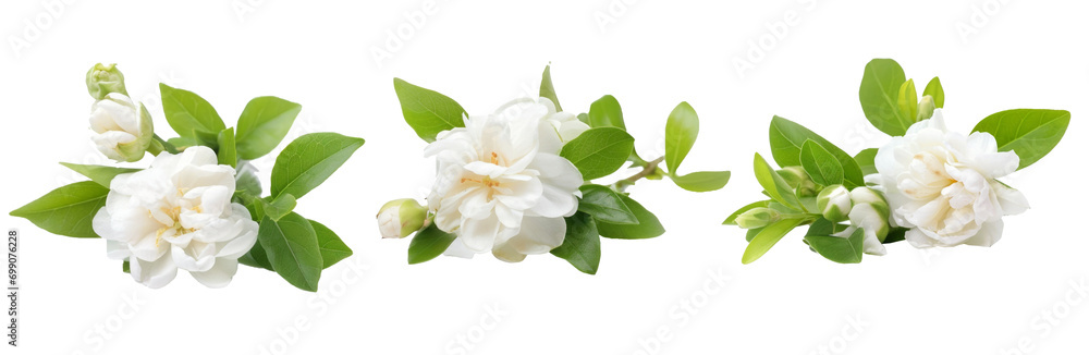 Photo white jasmine on white isolated background - obrazy, fototapety, plakaty 