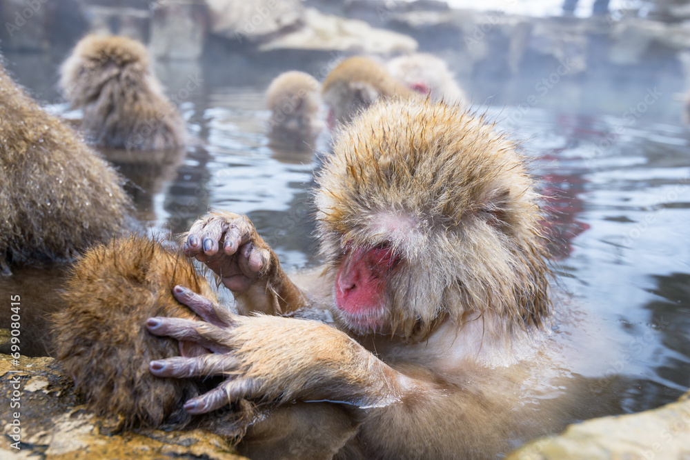 Naklejka premium Macaques bath in hot springs in Jigokudani Park, Nagano, Japan
