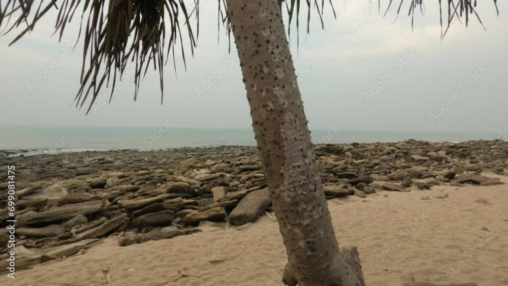 tree on the beach tree on the beach