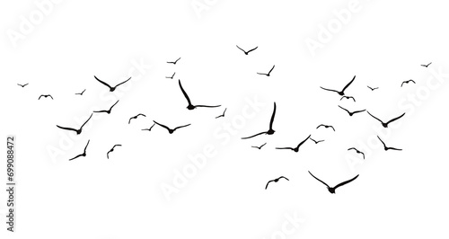flying bird silhouette © Doaibu_PNG