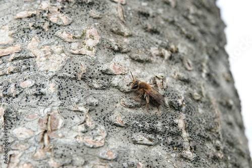 Low angle closeup on a male and female mellow miner solitary bee, Andrena mitis, sitting on a tree trunk