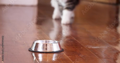 Taby Cat Eating Fresh Canned Cat Food from Silver Bowl. Home Pet Feeding. Pet care.Balanced Nutrition for Pets, Food Advertising photo