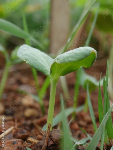 Young plants are growing.