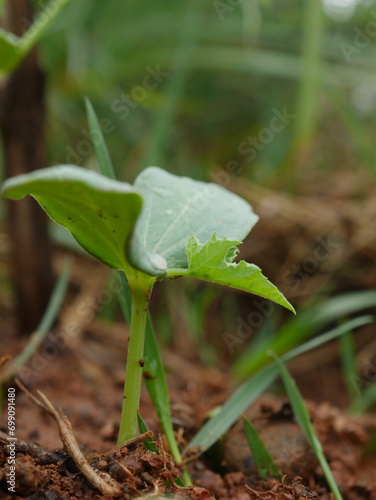 Young plants are growing.