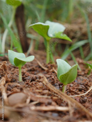 Young plants are growing.