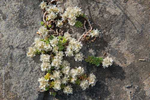 Nailwort, Paronychia kapela, small white flowers growing on a rock photo