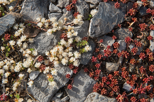 Nailwort, Paronychia kapela and Azure stonecrop, Sedum caeruleum, growing on a rock photo