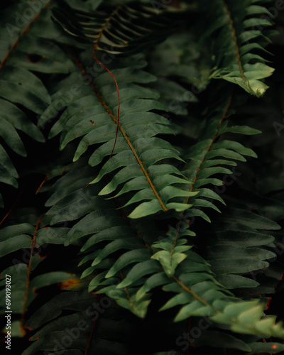 fern leaves in the forest