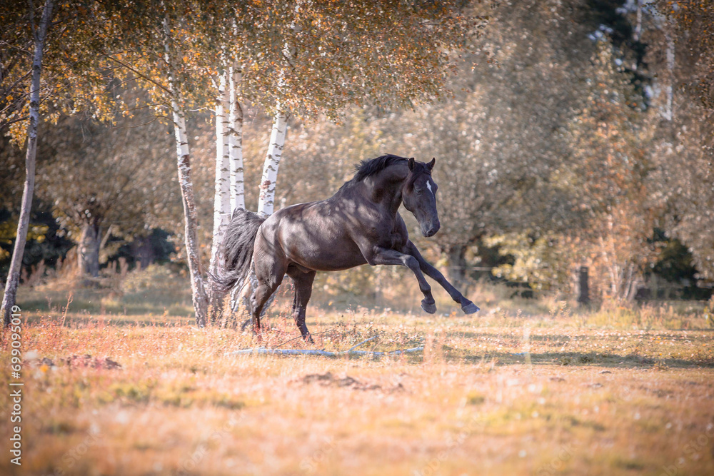 czarny galopujący koń w jesiennej scenerii  - obrazy, fototapety, plakaty 