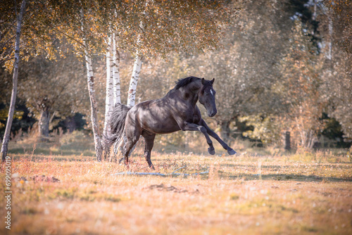 czarny galopujący koń w jesiennej scenerii 
