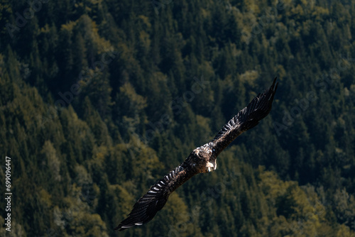 vulture photo