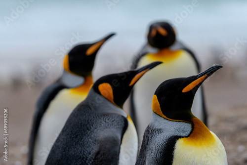 King penguins (Aptenodytes patagonicus), Saunders Island, Falkland Islands photo