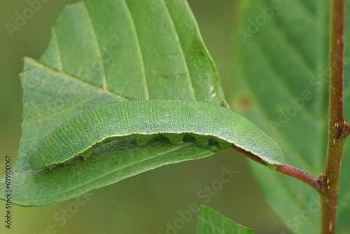 Closeup of a caterpillar of the Brimstone butterfly (Gonepteryx rhamni) on glossy buckthorn plant photo