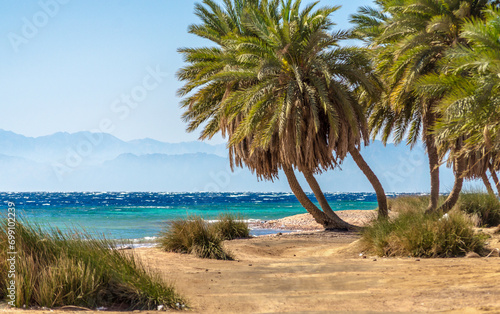 Fototapeta Naklejka Na Ścianę i Meble -  palm trees by the sea against the backdrop of mountains in Egypt Dahab South Sinai