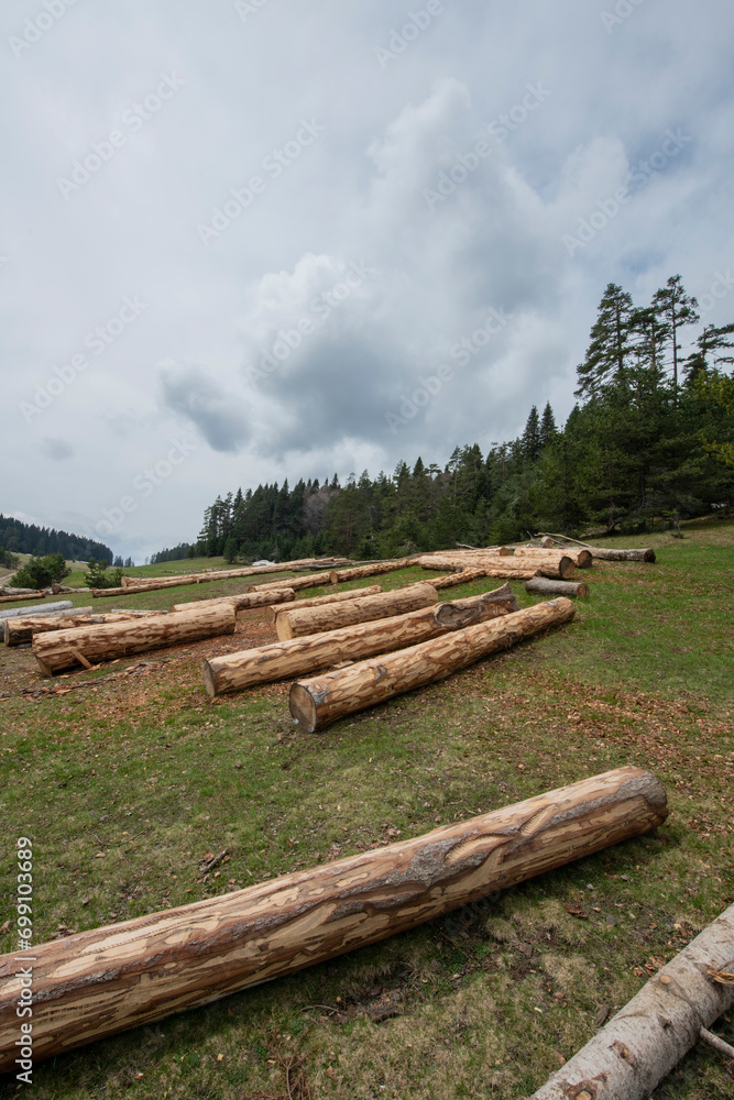 Sakarya Plateaus. Cut the tree stump. Green meadows, snow-covered pine forest in the background. Pürenli Plateau. Sakarya Plateaus. Cut the tree stump. Green meadows, snow-covered pine forest in the background. Pürenli Plateau.