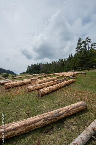 Sakarya Plateaus. Cut the tree stump. Green meadows, snow-covered pine forest in the background. Pürenli Plateau.
