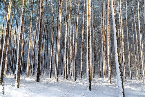 Pine and willow forest covered with snow on a frosty day in central Poland, snow covered trunks visible.