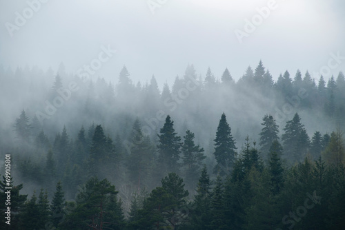 View of endemic flowers in green meadows in autumn. Green forest land.Mountain hut in the background. Misty pine forests. View of the trees in the forest from below.Pürenli Plateau. photo