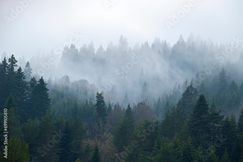 View of endemic flowers in green meadows in autumn. Green forest land.Mountain hut in the background. Misty pine forests. View of the trees in the forest from below.P  renli Plateau.
