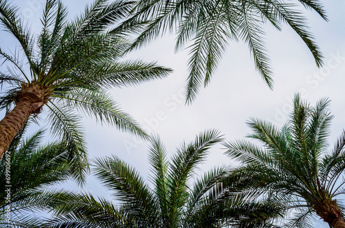 bottom view of palm branches and blue sky