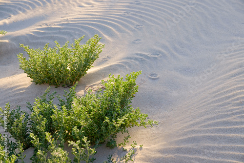 Halophyte plant Zygophyllum qatarense or Tetraena qatarense in sand dune of the Canary Island Fuerteventura, selective focus.
