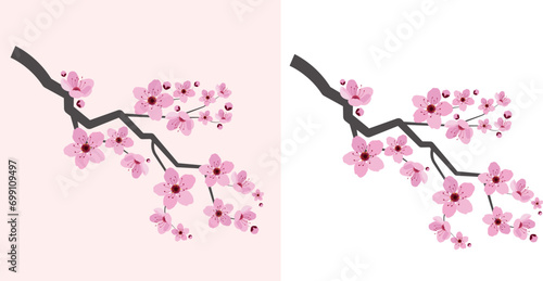 vector illustration of japanese blooming sakura isolated on transparent background. spring cherry blossom in cartoon style. asian oriental floral hand drawn set