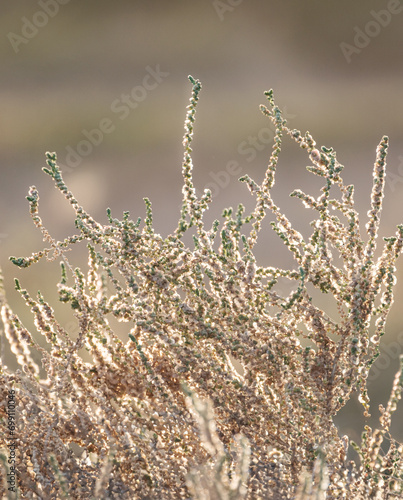 Dry calluna vulgaris heather flowers by the name velvet fascination on the Canary Island Fuerteventura, Spain.