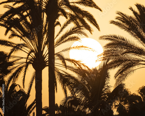 Background with a beautiful bright sunset, big sun and silhouettes of palm trees on the Canary island of Fuerteventura, Spain.