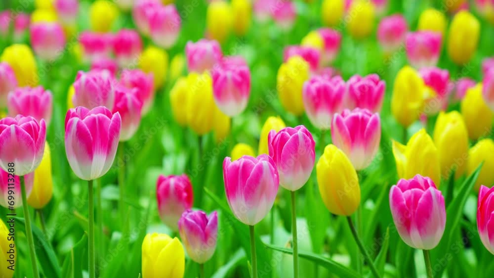 Slow motion close-up shot view of bouquet blooming white, pink, yellow tulips in the garden. Spring, cool weather, winter, Natural landscape with spring flowers. beautiful field flowers. Slow motion close-up shot view of bouquet blooming white, pink, yellow tulips in the garden. Spring, cool weather, winter, Natural landscape with spring flowers. beautiful field flowers.