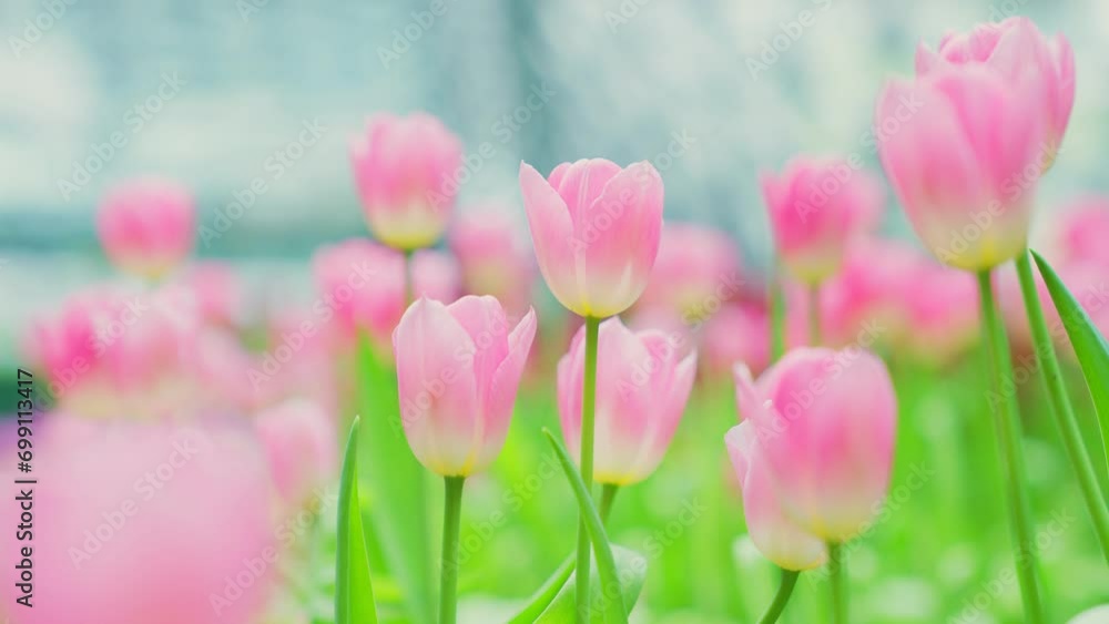 Slow motion close-up shot view of bouquet blooming white and pink tulips in the garden. Spring, cool weather, winter, Natural landscape with spring flowers. beautiful field flowers. Slow motion close-up shot view of bouquet blooming white and pink tulips in the garden. Spring, cool weather, winter, Natural landscape with spring flowers. beautiful field flowers.