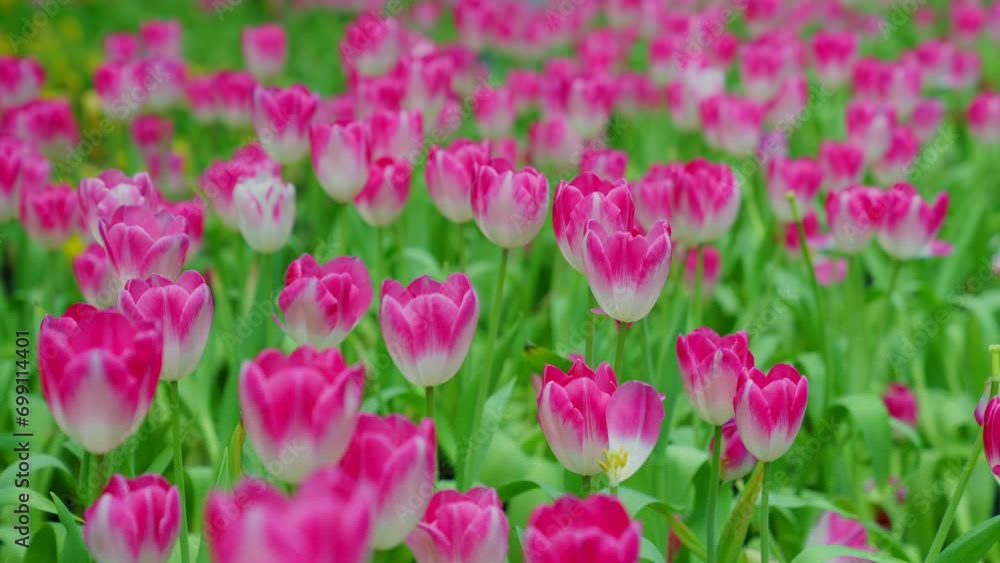 Slow motion close-up shot view of bouquet blooming white and pink tulips in the garden. Spring, cool weather, winter, Natural landscape with spring flowers. beautiful field flowers. Slow motion close-up shot view of bouquet blooming white and pink tulips in the garden. Spring, cool weather, winter, Natural landscape with spring flowers. beautiful field flowers.