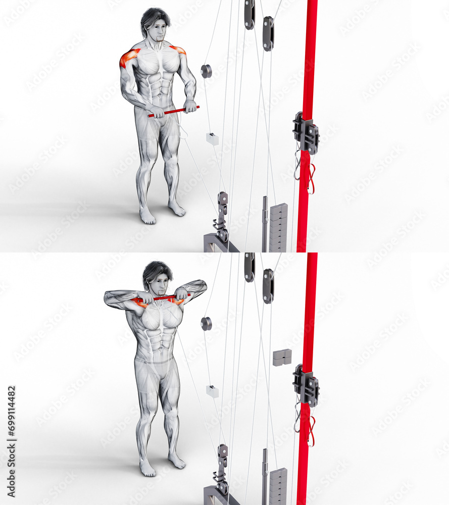 224 Shoulders Cable Upright Row. 3D Anatomy of fitness and