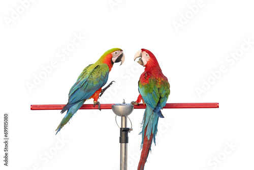 green wing macaw and Catalina parrot free frying isolated on white background with clipping path.