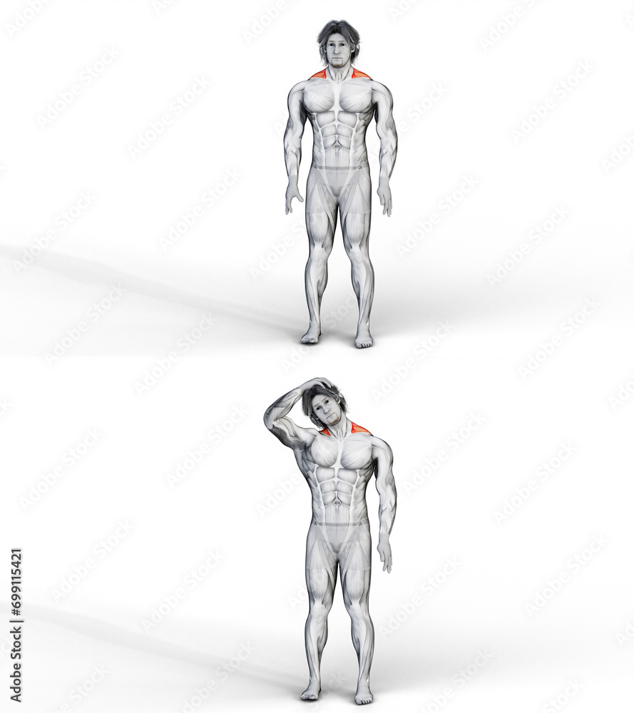 254 Traps Stretch Variation One. 3D Anatomy of fitness and bodybuilding