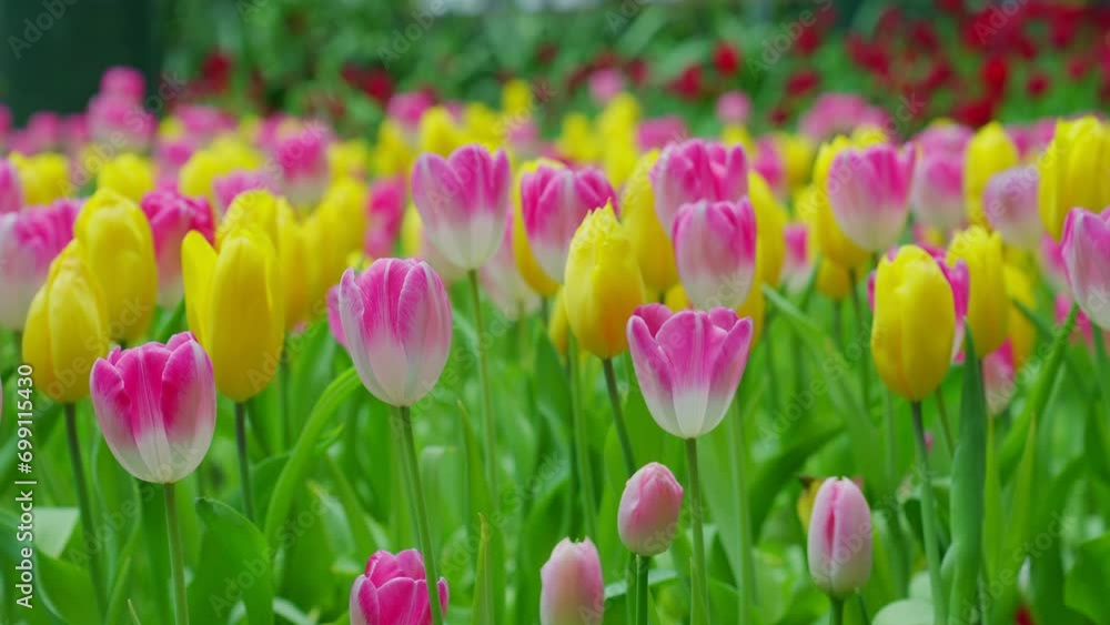 Slow motion close-up shot view of bouquet blooming white, pink, yellow tulips in the garden. Spring, cool weather, winter, Natural landscape with spring flowers. beautiful field flowers. Slow motion close-up shot view of bouquet blooming white, pink, yellow tulips in the garden. Spring, cool weather, winter, Natural landscape with spring flowers. beautiful field flowers.