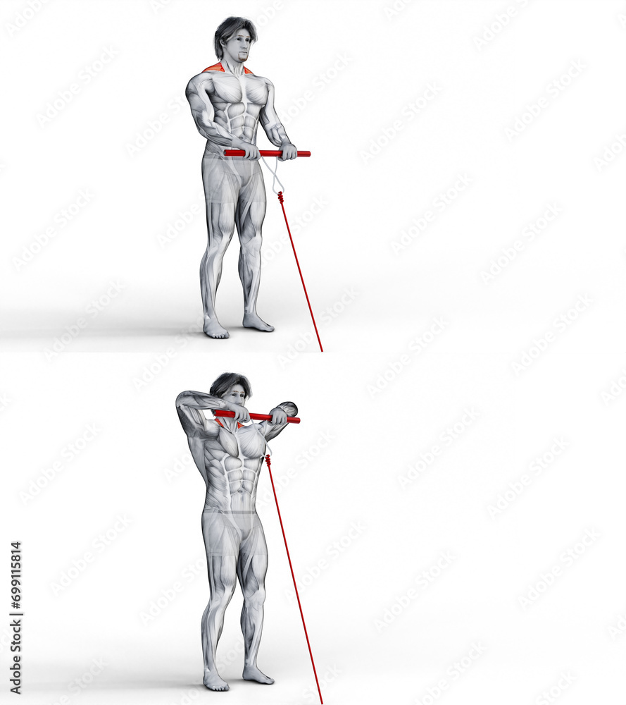 265 Traps Cable Upright Row. 3D Anatomy of fitness and bodybuilding