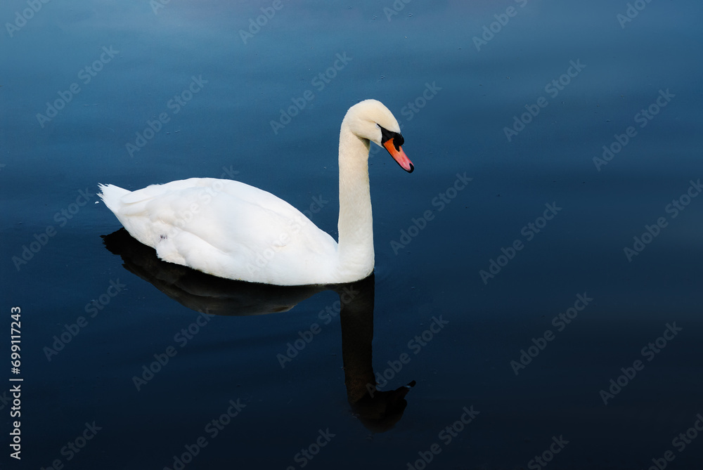 White swan on the lake with blue dark background White swan on the lake with blue dark background