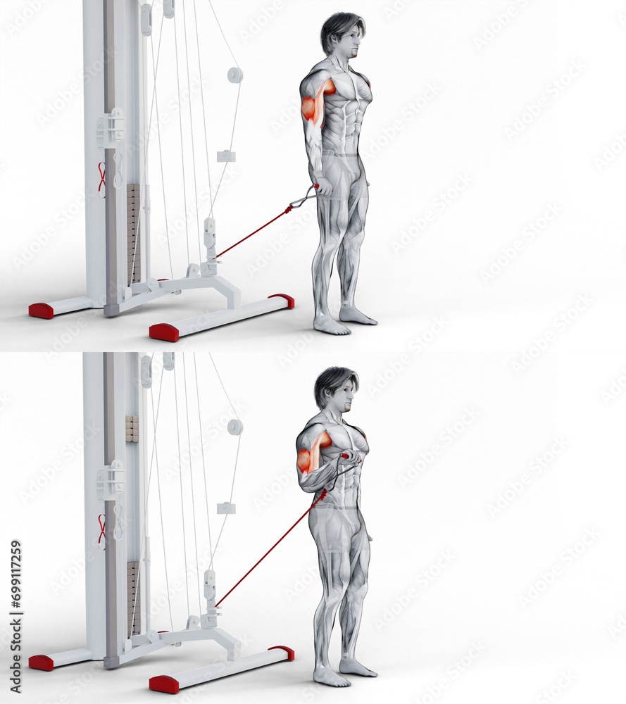 297 Biceps Cable Reverse Curl. 3D Anatomy of fitness and bodybuilding
