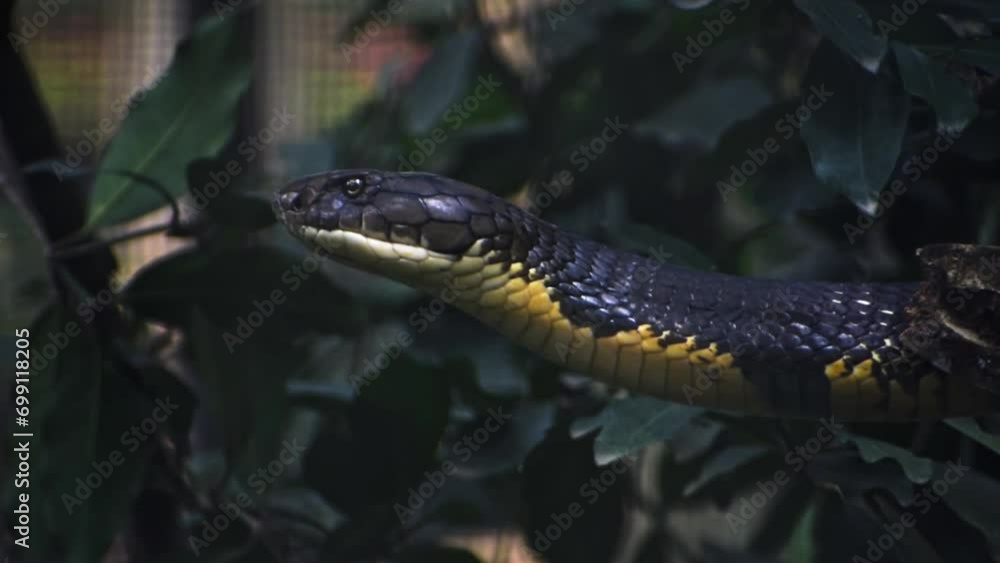 Closeup of king cobra hanging on a tree branch in the forest. Closeup of king cobra hanging on a tree branch in the forest.