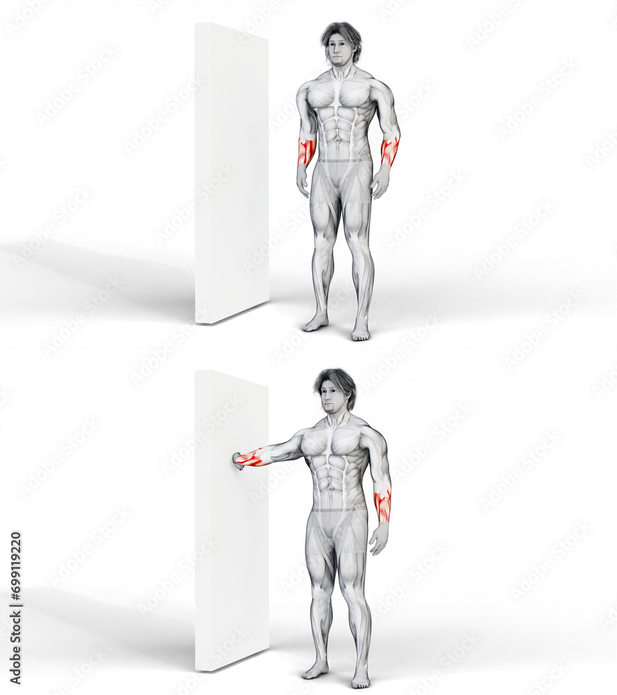 Muscle Target Image 324 Forearms Stretch Variation One. 3D Anatomy of fitness and ...