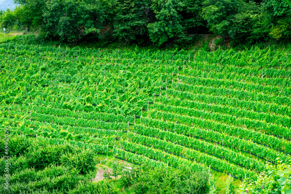 Hiking along the Marlinger Waalweg near Meran in South Tyrol Italy. With some Views over wineyards, the City of Meran, Marling and other Villages Hiking along the Marlinger Waalweg near Meran in South Tyrol Italy. With some Views over wineyards, the City of Meran, Marling and other Villages