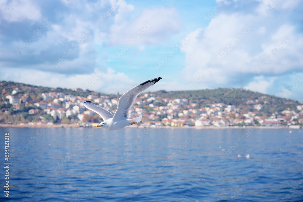 Gull bird flying over the sea