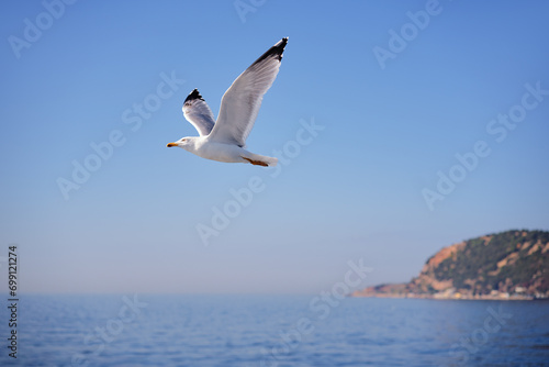 Gull bird flying over the sea