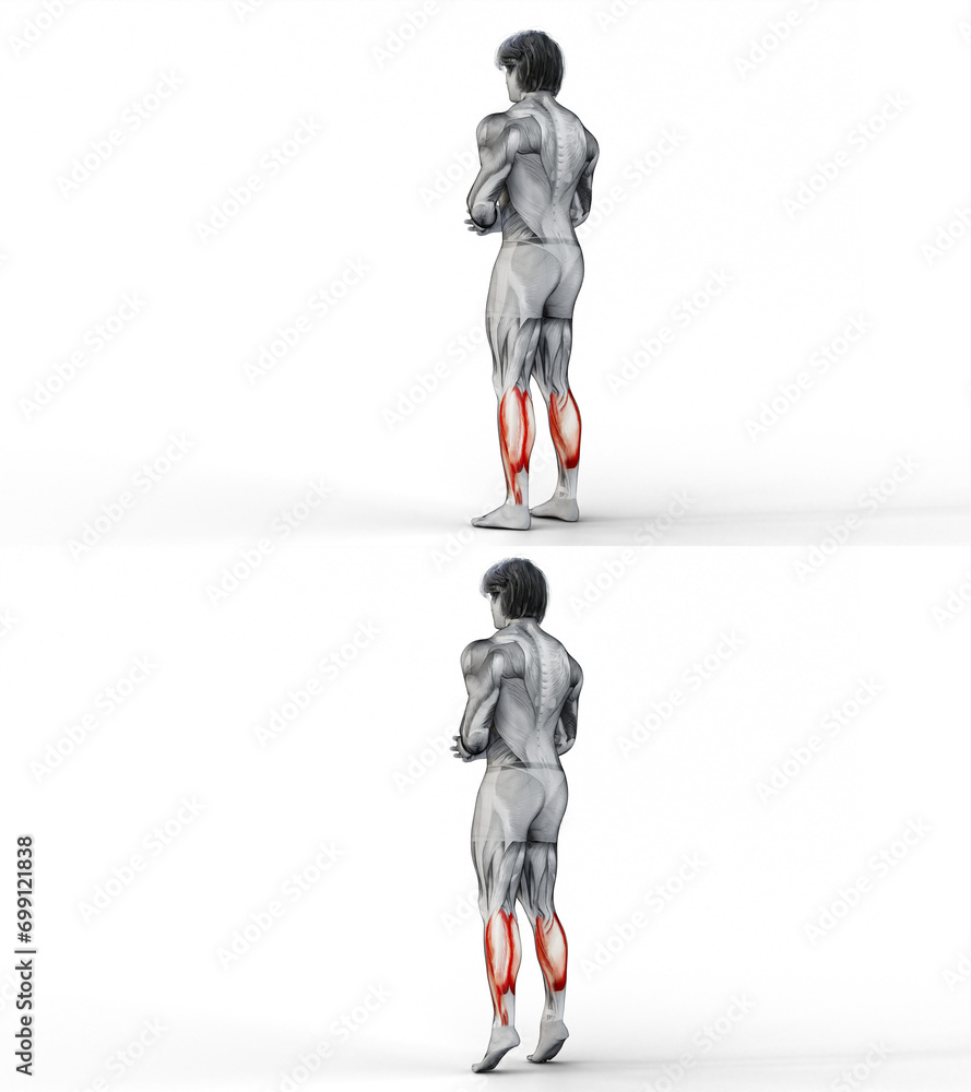 397 Calves BodyweightCalf Raises. 3D Anatomy of fitness and