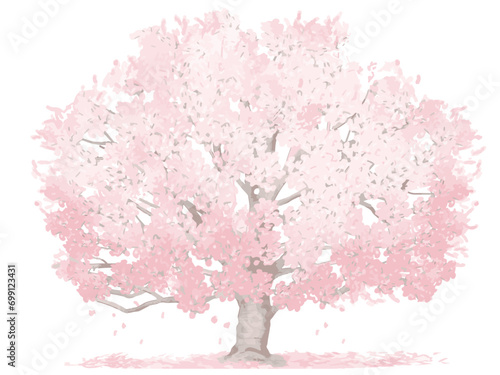 大きな桜の木（水彩画）