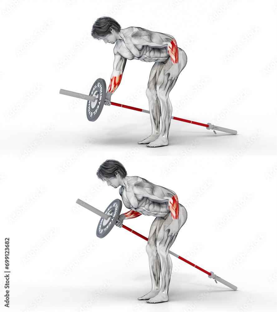 412 ForearmsBarbell Landmine Row. 3D Anatomy of fitness and
